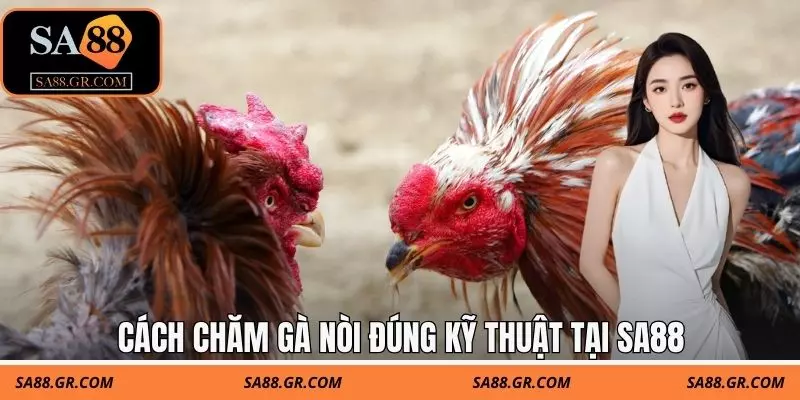 Cách chăm gà nòi đúng kỹ thuật Cách chăm gà nòi đúng kỹ thuật