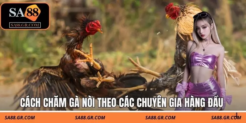 Cách chăm gà nòi theo các chuyên gia hàng đầu Cách chăm gà nòi theo các chuyên gia hàng đầu