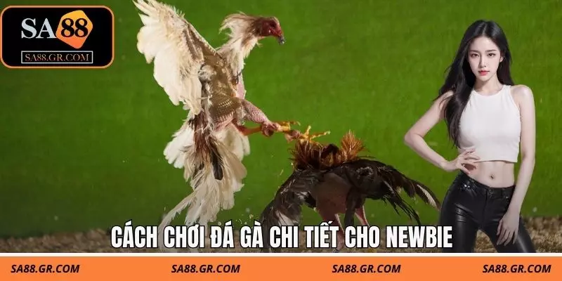 Cách chơi đá gà chi tiết cho newbie Cách chơi đá gà chi tiết cho newbie