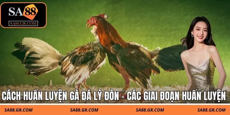 Cách huấn luyện gà đá lỳ đòn - Các giai đoạn huấn luyện Cách huấn luyện gà đá lỳ đòn - Các giai đoạn huấn luyện