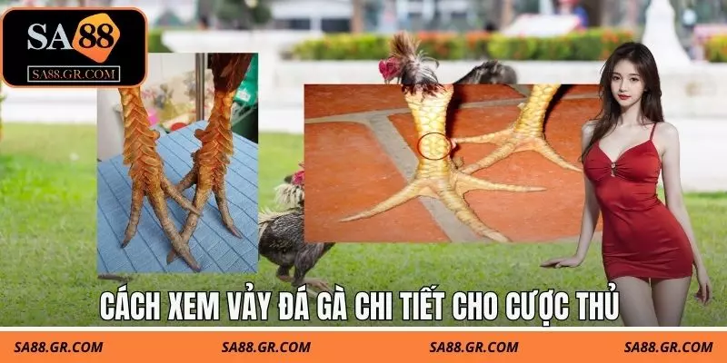 Cách xem vảy đá gà chi tiết cho cược thủ Cách xem vảy đá gà chi tiết cho cược thủ