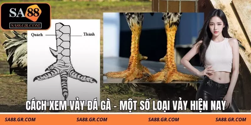 Cách xem vảy đá gà - Một số loại vảy hiện nay Cách xem vảy đá gà - Một số loại vảy hiện nay