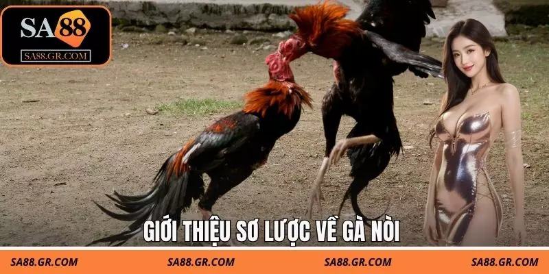 Giới thiệu sơ lược về gà nòi Giới thiệu sơ lược về gà nòi
