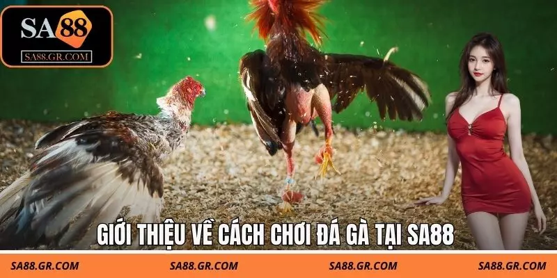 Giới thiệu về cách chơi đá gà tại SA88 Giới thiệu về cách chơi đá gà tại SA88