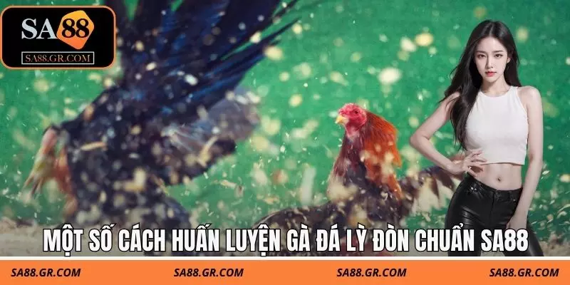 Một số cách huấn luyện gà đá lỳ đòn chuẩn SA88 Một số cách huấn luyện gà đá lỳ đòn chuẩn SA88