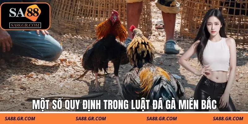 Một số quy định trong luật đá gà miền bắc Một số quy định trong luật đá gà miền bắc