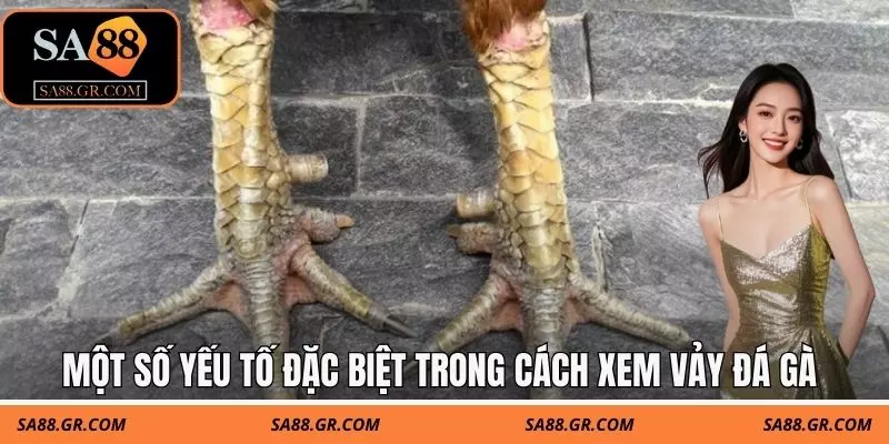 Một số yếu tố đặc biệt trong cách xem vảy đá gà Một số yếu tố đặc biệt trong cách xem vảy đá gà
