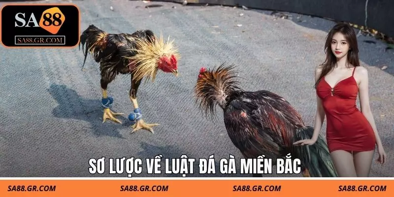 Sơ lược về luật đá gà miền bắc Sơ lược về luật đá gà miền bắc